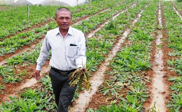 Hoa chết hàng loạt, nghi do phân bón Trung Quốc?