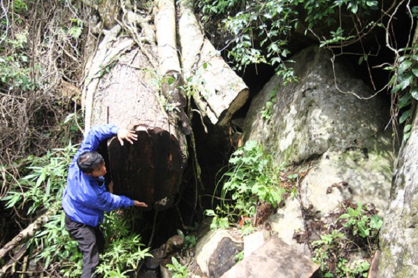 Điều tra vụ nghi gỗ thông đỏ quý hiếm tại nhà trưởng BQL rừng - Hình 2