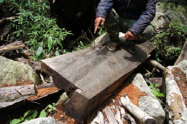 Điều tra vụ nghi gỗ thông đỏ quý hiếm tại nhà trưởng BQL rừng - Hình 3