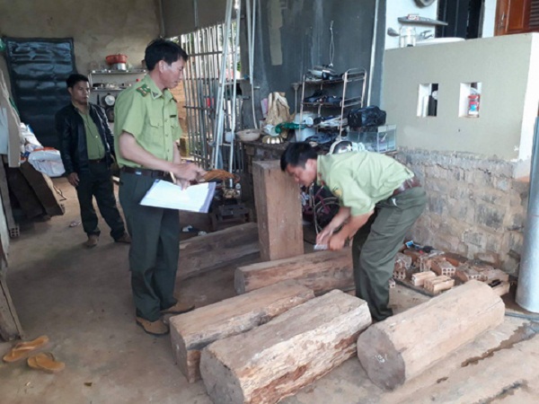 Điều tra vụ nghi gỗ thông đỏ quý hiếm tại nhà trưởng BQL rừng