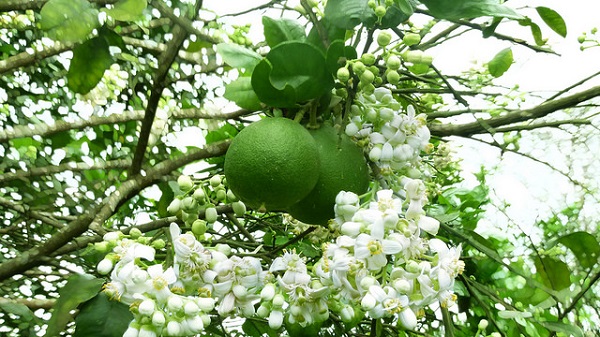 Sản phẩm thanh trà Huế - Hương Vân được công bố nhãn hiệu tập thể