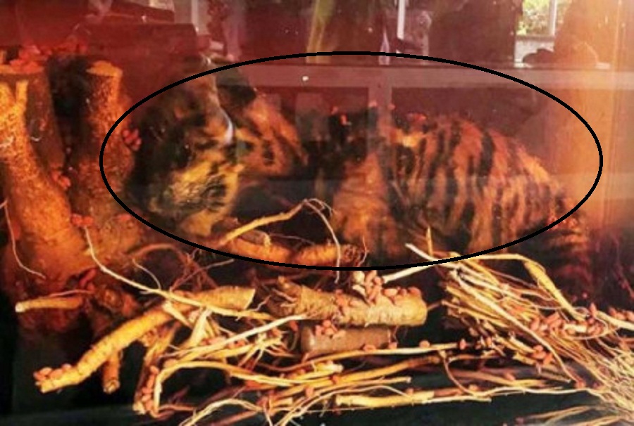 Lâm Đồng: Bắt quả tang một gia đình đang tàng trữ 2 cá thể hổ - Hình 2