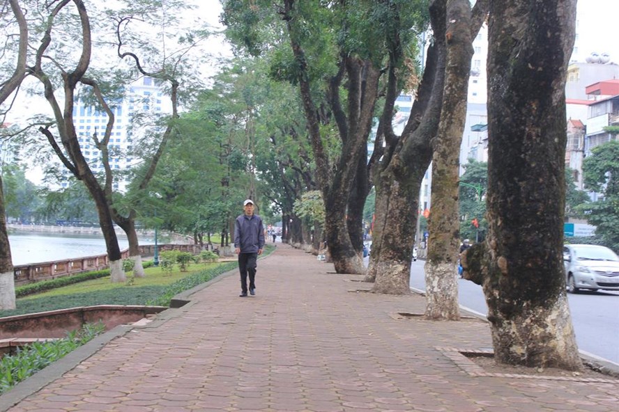 Hà Nội: Hàng loạt cây cổ thụ đường Kim Mã sẽ bị chặt hạ làm đường sắt đô thị - Hình 1