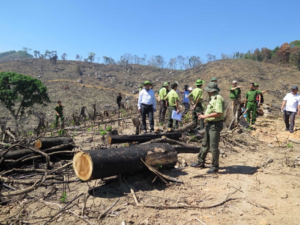 Bình Định: Hơn 43 ha rừng bị “cạo trọc” - Trách nhiệm thuộc về ai? - Hình 1