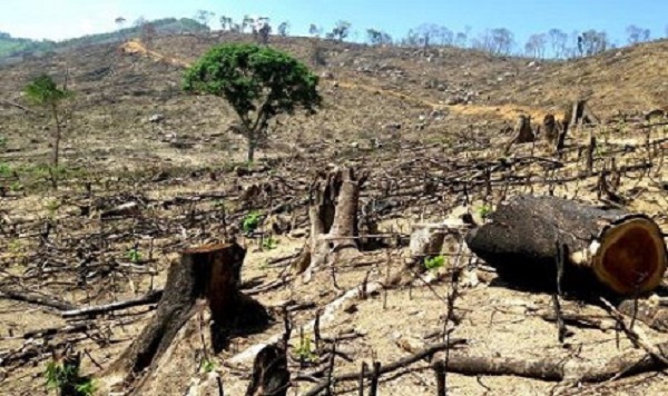 Bình Định: Hơn 43 ha rừng bị “cạo trọc” - Trách nhiệm thuộc về ai? - Hình 2