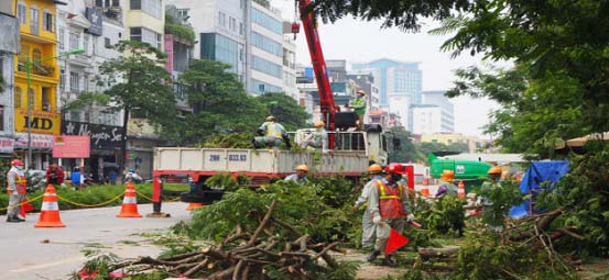 Hà Nội: Dịch chuyển 130 cây xanh trên đường Kim Mã - Hình 1