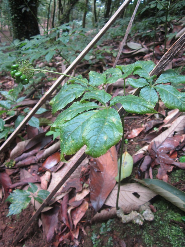 Quảng Nam: Sắp mở chợ phiên sâm Ngọc Linh đầu tiên