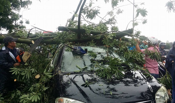 Huế: Tài xế thoát chết khi cây xanh đè ô tô biển xanh