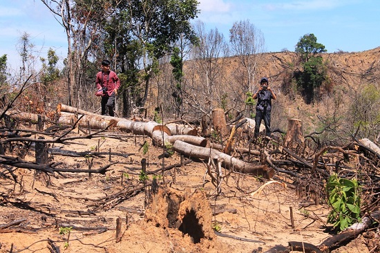 Bình Định: Khởi tố vụ án “cạo trọc” hơn 43 ha rừng - Hình 1