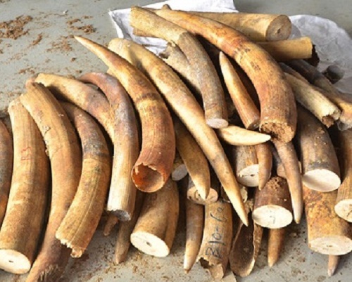 Bạc Liêu: Phát hiện xe ô tô chở hơn 1,4 tấn hàng nghi ngà voi