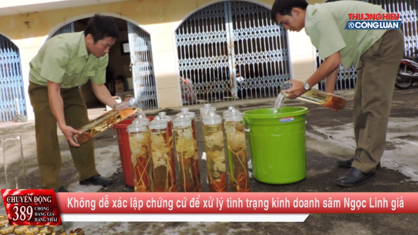 Chuyển động 389: Không dễ xác lập chứng cứ để xử lý tình trạng kinh doanh sâm Ngọc Linh giả