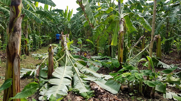 Phú Thọ: Làm rõ vườn chuối hơn 2.000 cây bị chặt đổ ngang thân - Hình 1