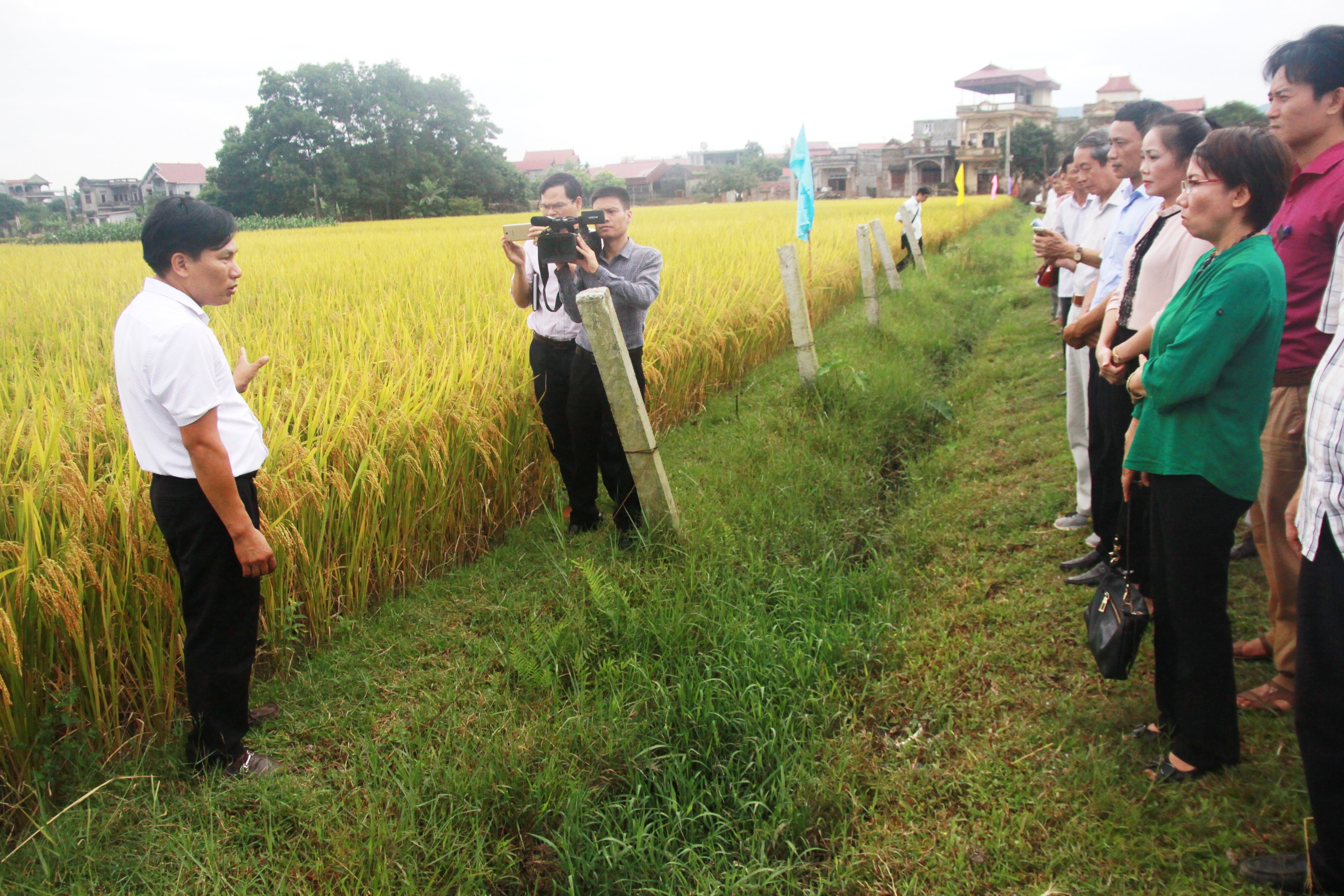 Giống lúa HDT10 của Công ty Hadico: Đạt năng suất cao, chất lượng tốt