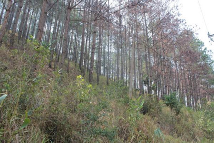 Lâm Đồng: Truy tìm thủ phạm đầu độc 170 cây thông - Hình 1