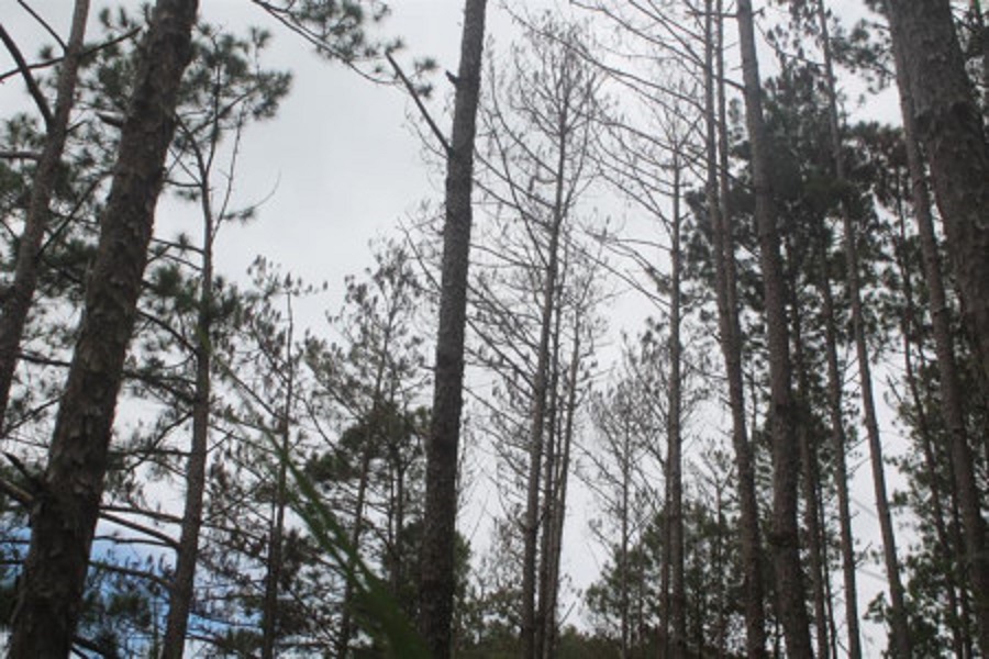 Lâm Đồng: Truy tìm thủ phạm đầu độc 170 cây thông - Hình 2