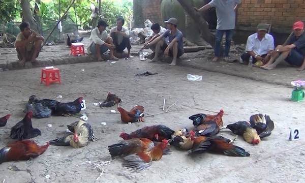 Vĩnh Long: Triệt phá trường gà, thu giữ hàng trăm triệu đồng