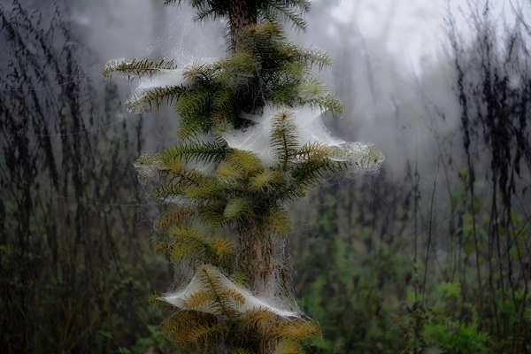 Về miền Tây Bắc qua ống kính nhiếp ảnh Đỗ Minh Tân - Hình 22