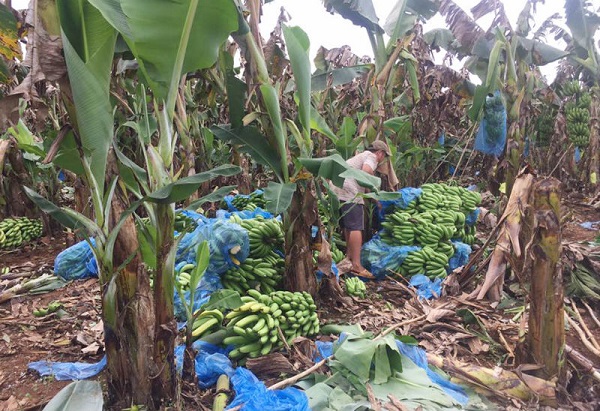 Người nông dân khốn đốn vì giá chuối xuất khẩu liên tục rớt giá