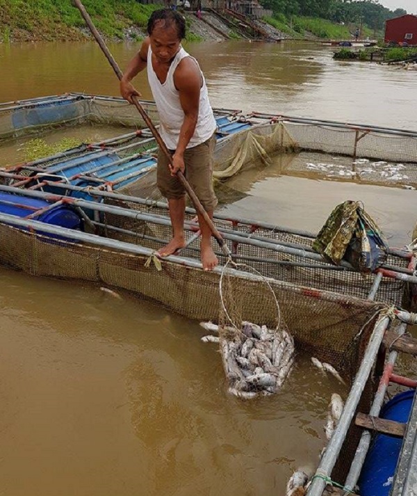 Phú Thọ: Hỗ trợ gần 5 tỷ đồng cho các hộ nuôi cá lồng bị thiệt hại đợt xả lũ - Hình 1