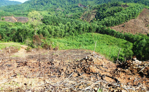 Bình Định: Bắt nghi phạm chủ mưu vụ phá gần 61 ha rừng - Hình 1