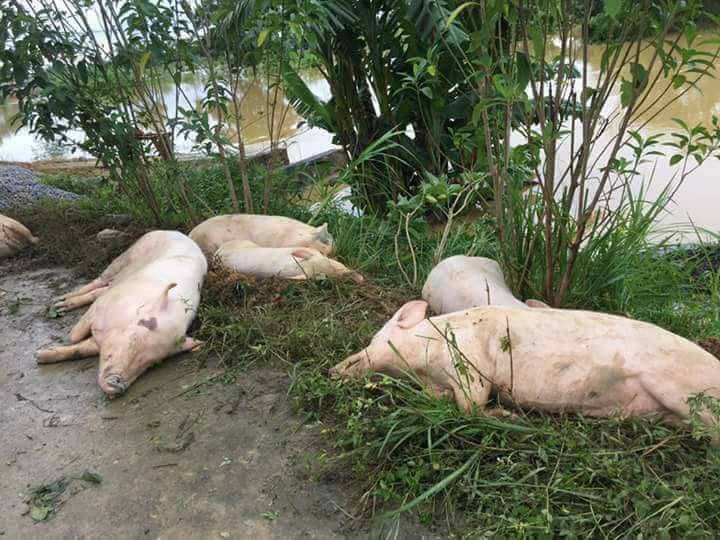 Thanh Hóa: Xót xa cảnh hàng nghìn ngôi nhà ngập nước, gia súc chết la liệt