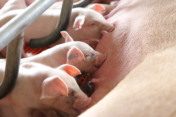 Trại nuôi lợn thịt đầu tiên đạt chuẩn GlobalG.A.P - Hình 1
