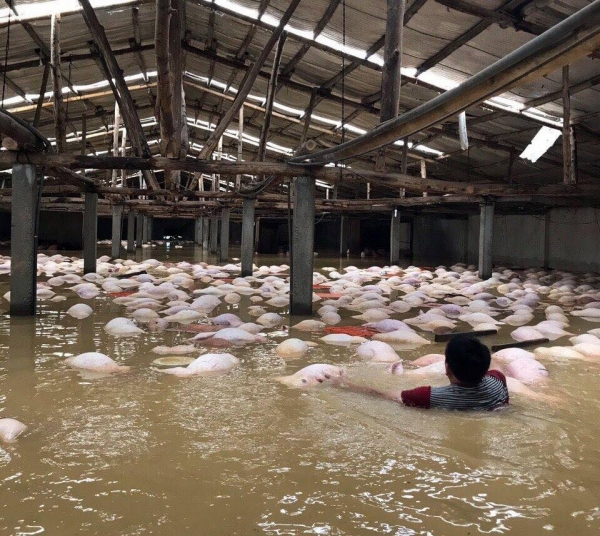 Hình ảnh xót xa về thiệt hại do trận mưa lũ lịch sử gây ra tại Thanh Hóa - Hình 1