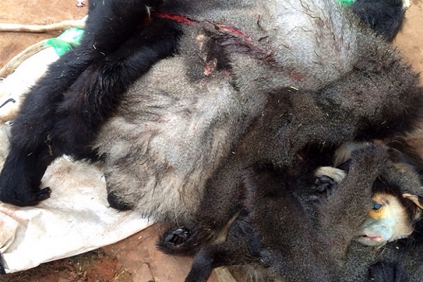 Lâm Đồng: Núp bóng quán thịt chó để mua bán động vật hoang dã - Hình 1