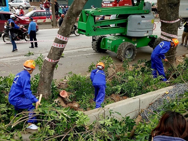 Bắt đầu chặt hạ cây xanh - mở rộng đường vành đai III - Hình 3