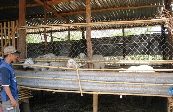 Giá thịt cừu tăng, người dân Ninh Thuận phấn khởi