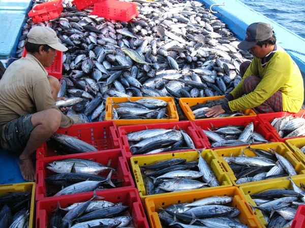 EU vừa phạt “thẻ vàng” đối với hải sản Việt Nam - Hình 1