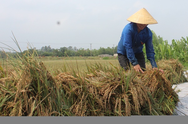 Thanh Hóa: Hỗ trợ hơn 18 tỷ đồng giúp người khôi phục sản xuất sau mưa lũ