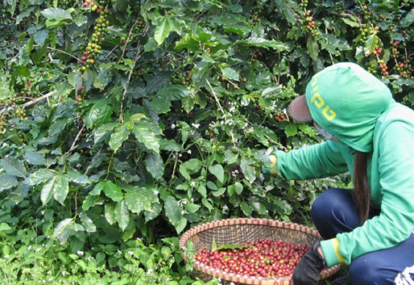 Lâm Đồng: Công bố chứng nhận “Cà phê Cầu Đất Đà Lạt” - Hình 3