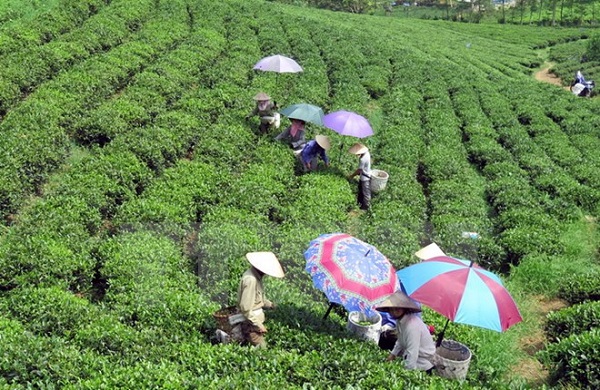 Chè Đinh Vương Phẩm đoạt giải đặc biệt Chè Đặc sản Quốc tế Bắc Mỹ 2017