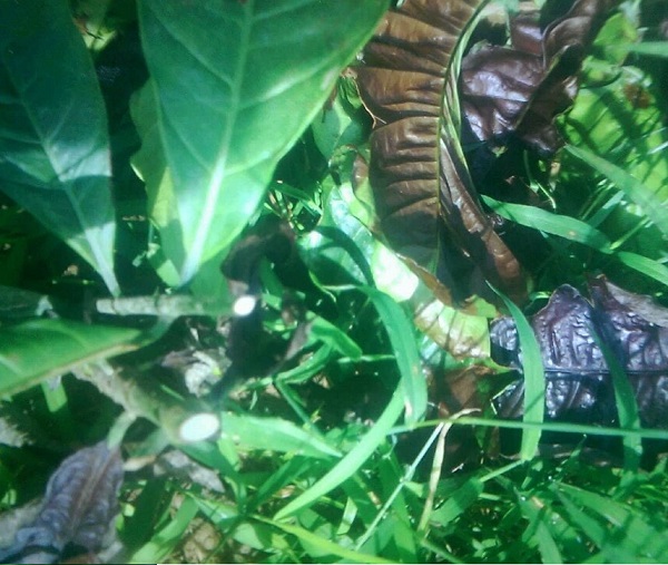 TP. Kon Tum, tỉnh Kon Tum: Sau lời “cảnh báo”, hàng trăm gốc cà phê bị chặt phá