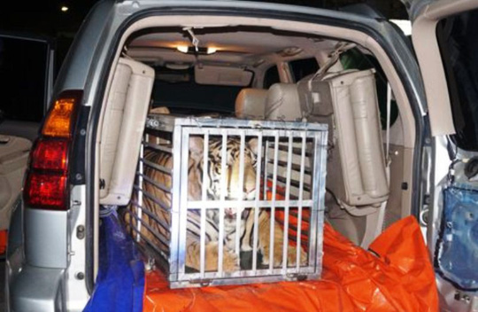 Thanh Hóa: Phát hiện vụ vận chuyển trái phép cá thể hổ nặng 300 kg