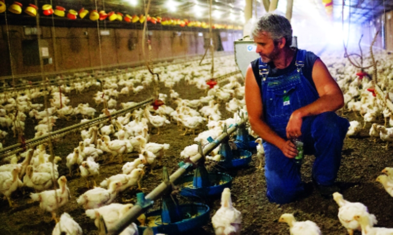 WHO kêu gọi chấm dứt sử dụng thuốc kháng sinh ở động vật khỏe mạnh