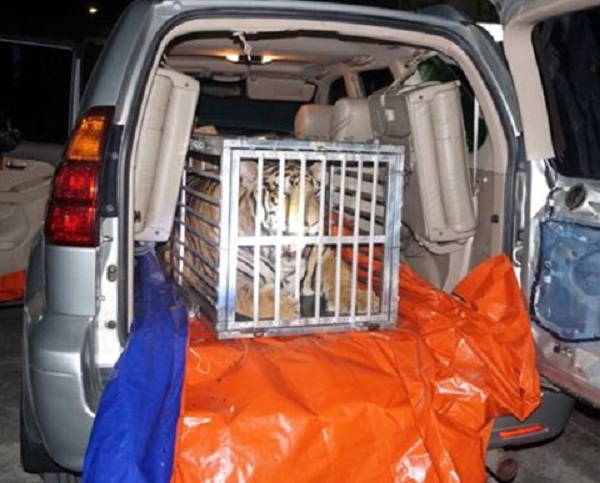 Chuyển động 389: Xe Lexus chở hổ 300kg từ Nghệ An về Hà Nội tiêu thụ - Hình 5