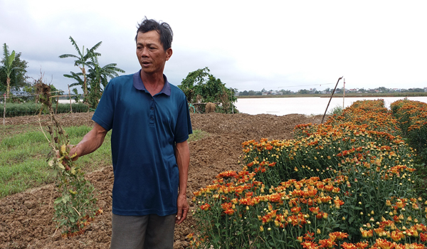 Huế: Người trồng hoa lao đao sau trận lũ lịch sử