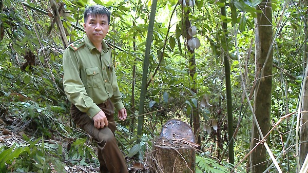 Văn Bàn (Lào Cai): Thực hư câu chuyện phá rừng phòng hộ đầu nguồn ở Nậm Tha - Hình 3