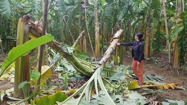 Phú Thọ: Hàng nghìn cây chuối tiếp tục bị chặt phá, vẫn chưa tìm ra thủ phạm - Hình 3