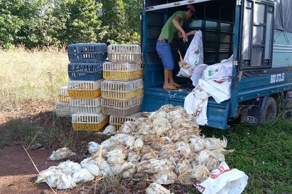 Bắt giữ xe tải chở gần 400 con gà bốc mùi hôi thối