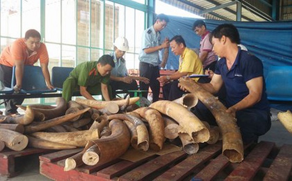 Công an TP.HCM: Đình chỉ điều tra 4 vụ buôn lậu ngà voi xảy ra tại cảng Cát Lái