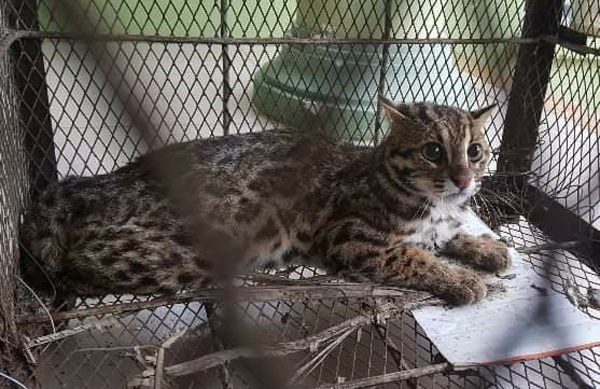 Huế: Tiếp nhận một cá thể mèo rừng quý hiếm được nuôi nhốt từ người dân - Hình 2