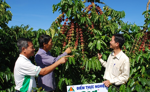 Nhiều giải pháp phát triển bền vững ngành cà phê Việt Nam - Hình 1
