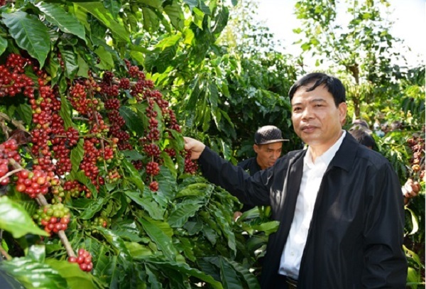 Nhiều giải pháp phát triển bền vững ngành cà phê Việt Nam - Hình 2