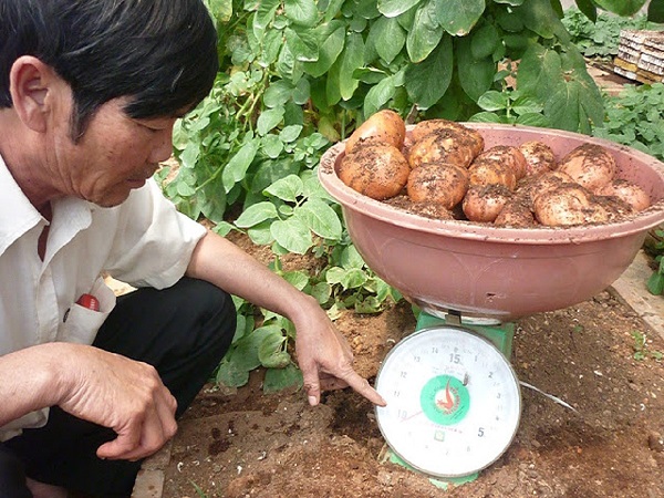 Lâm Đồng: Lại tìm cách ngăn chặn khoai tây Trung Quốc “đội lốt” khoai tây Đà Lạt - Hình 1