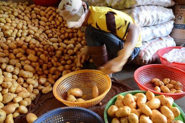 Lâm Đồng: Lại tìm cách ngăn chặn khoai tây Trung Quốc “đội lốt” khoai tây Đà Lạt - Hình 2