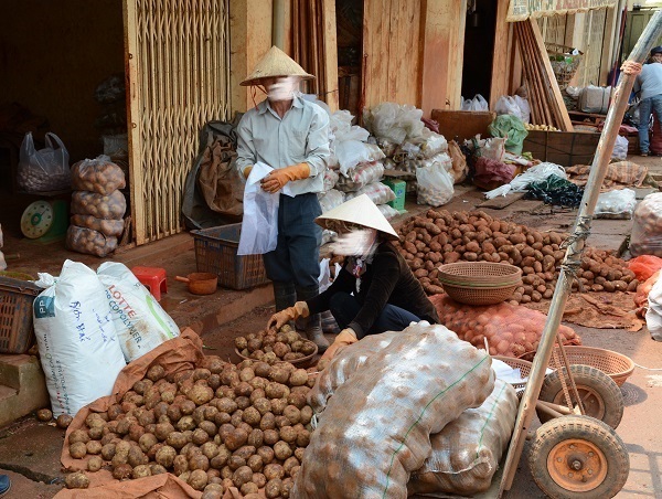 Lâm Đồng: Lại tìm cách ngăn chặn khoai tây Trung Quốc “đội lốt” khoai tây Đà Lạt - Hình 3
