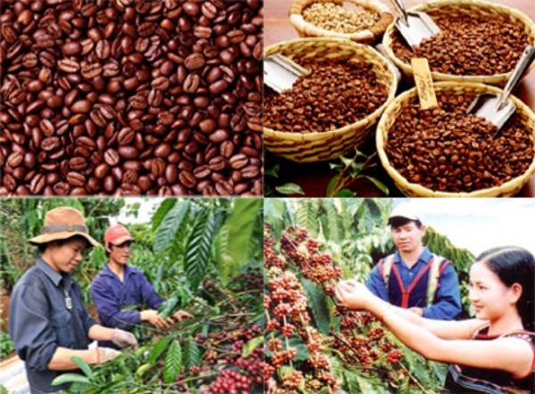 Tây Nguyên: Kim ngạch xuất khẩu trên 2,662 tỷ USD